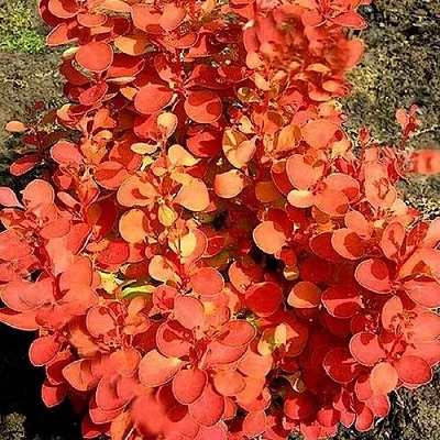 Барбарис ОРАНЖ ФАЙЕР тунберга в Россоши