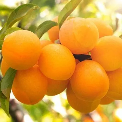 Слива МАРА  Слива МАРА в Россоши