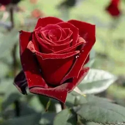 Саженцы роз ТАБУ чайно-гибридная в Россоши