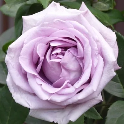 Саженцы роз ИНДИГОЛЕТТА плетистая  Саженцы роз ИНДИГОЛЕТТА плетистая в Россоши