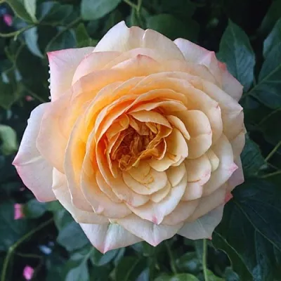 Саженцы роз АБЕЙ ДЕ СЕНТ-АМАН шраб  Саженцы роз АБЕЙ ДЕ СЕНТ-АМАН шраб в Россоши