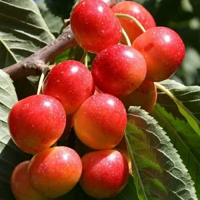 Черешня ГАСТИНЕЦ  Черешня ГАСТИНЕЦ в Россоши