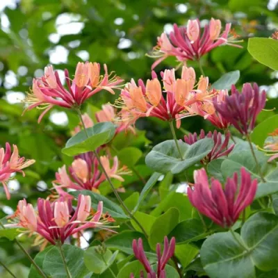 Жимолость ГЕКРОТА в Россоши