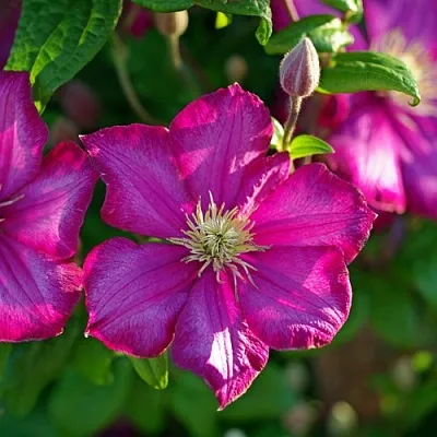 Клематис КАРМЕНСИТА в Россоши