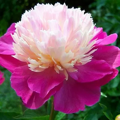 Пион ГЕЙ ПАРИ травянистый  Пион ГЕЙ ПАРИ травянистый в Россоши