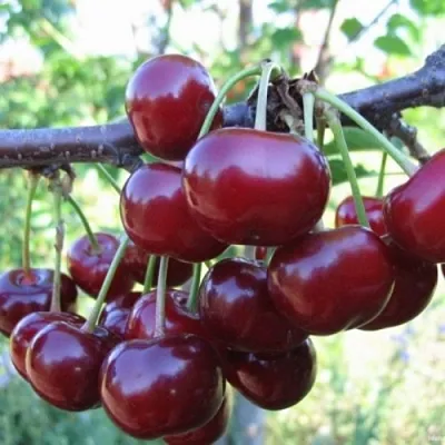 Вишня НОРД СТАР в Россоши