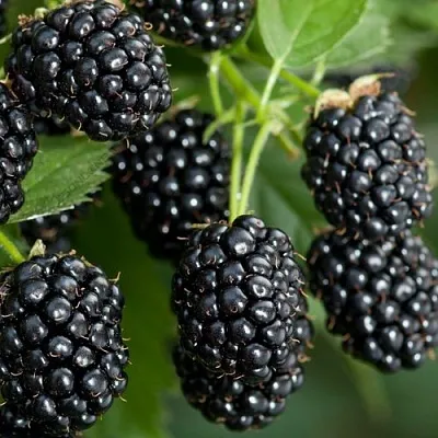 Ежевика ЧЕРНАЯ МАГИЯ ремонтантная  Ежевика ЧЕРНАЯ МАГИЯ ремонтантная в Россоши