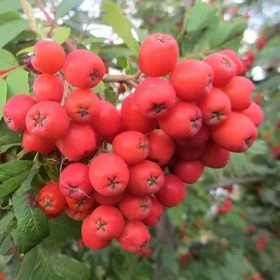 Рябина НЕВЕЖИНСКАЯ сладкоплодная — описание сорта Рябина НЕВЕЖИНСКАЯ сладкоплодная в Россоши