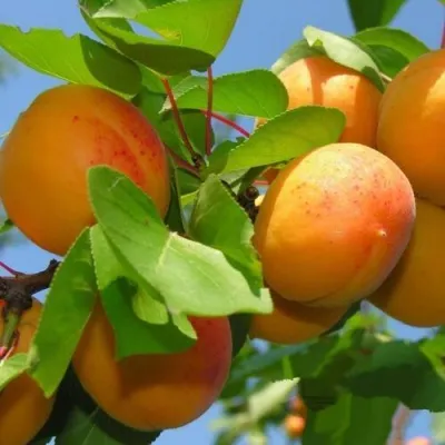 Абрикос КИЕВСКИЙ РАННИЙ в Россоши
