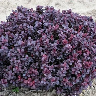 Барбарис КОНКОРД тунберга в Россоши