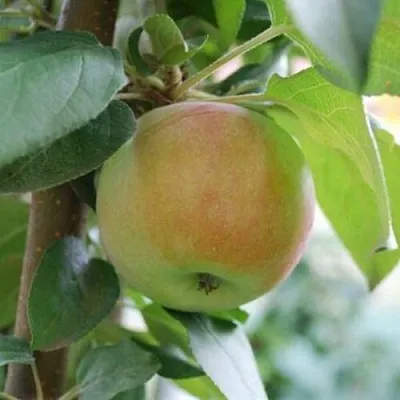 Яблоня ПОДСНЕЖНИК стелющаяся  Яблоня ПОДСНЕЖНИК стелющаяся в Россоши