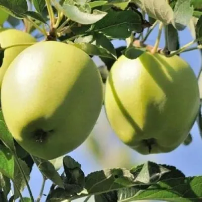 Яблоня САХАРНАЯ  Яблоня САХАРНАЯ в Россоши