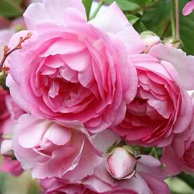 Саженцы роз ЖАСМИНА плетистая  Саженцы роз ЖАСМИНА плетистая в Россоши