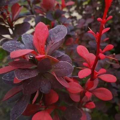 Барбарис РЕД ПИЛЛАР тунберга в Россоши