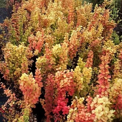 Барбарис САММЕР САНСЕТ тунберга в Россоши