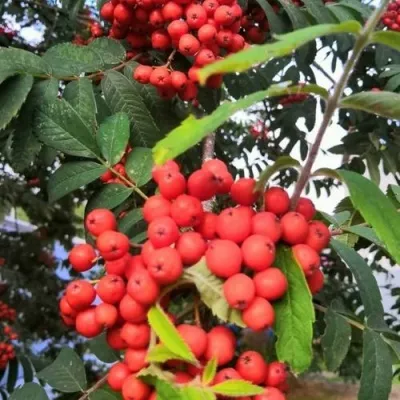 Рябина НЕВЕЖИНСКАЯ сладкоплодная — описание сорта Рябина НЕВЕЖИНСКАЯ сладкоплодная в Россоши