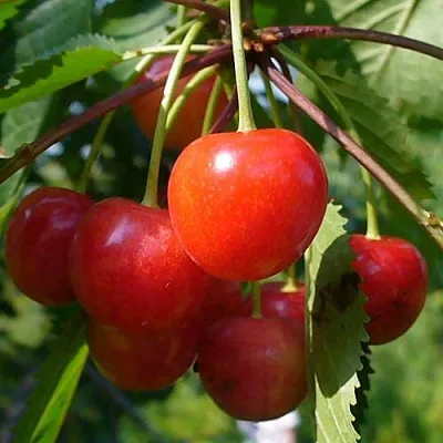 Черешня ФАТЕЖ  Черешня ФАТЕЖ в Россоши