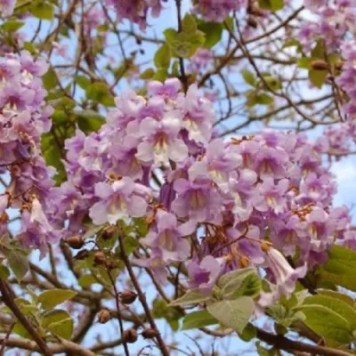 Павлония ПАО ТОГН Z07 в Россоши