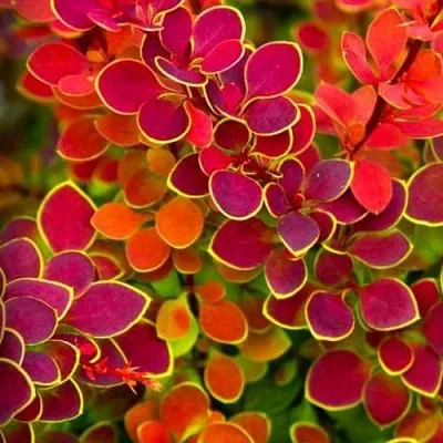 Барбарис ОРАНЖ САНРАЙЗ тунберга в Россоши