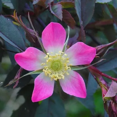 Саженцы роз сизая — описание сорта Саженцы роз сизая в Россоши