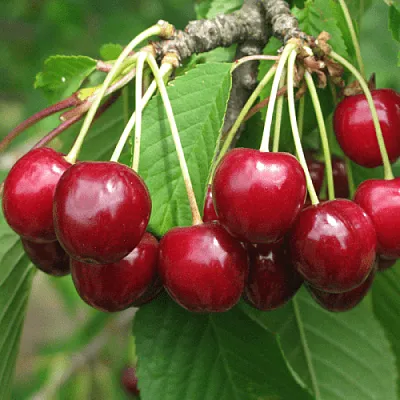 Черешня ГРОНКОВАЯ  Черешня ГРОНКОВАЯ в Россоши