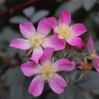 Саженцы роз сизая — описание сорта Саженцы роз сизая в Россоши