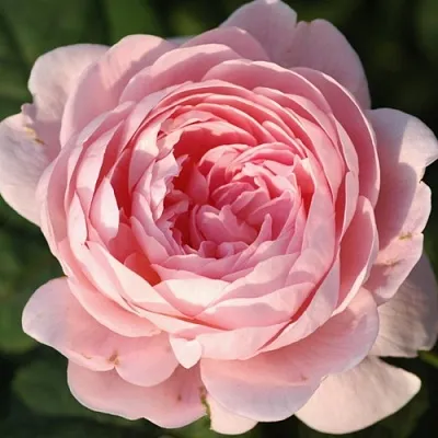 Саженцы роз КУИН ОФ СУИДЕН английская  Саженцы роз КУИН ОФ СУИДЕН английская в Россоши