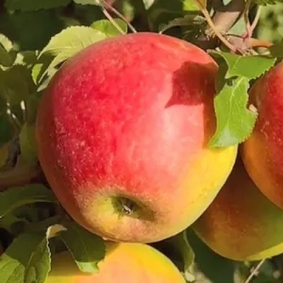 Яблоня САКАВИТА в Россоши