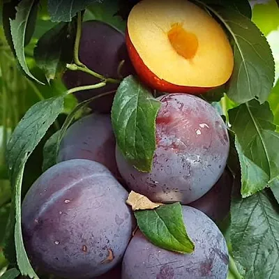 НЕКТАПРИУМ  НЕКТАПРИУМ в Россоши