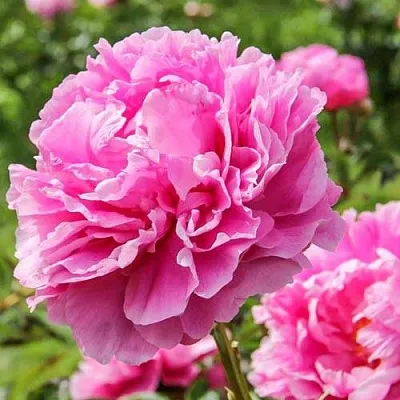 Пион АЛЕКСАНДР ФЛЕМИНГ травянистый  Пион АЛЕКСАНДР ФЛЕМИНГ травянистый в Россоши