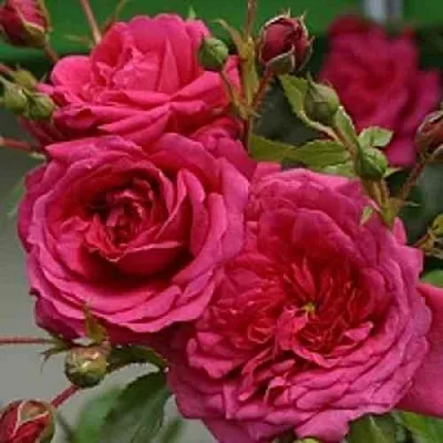 Саженцы роз ЛАГУНА плетистая  Саженцы роз ЛАГУНА плетистая в Россоши