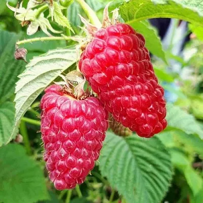 Малина ПШЕХИБА  Малина ПШЕХИБА в Россоши