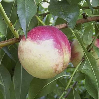 ПИЧЕРИН  ПИЧЕРИН в Россоши