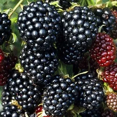 Ежевика ЭВЕРГРИН бесшипная  Ежевика ЭВЕРГРИН бесшипная в Россоши