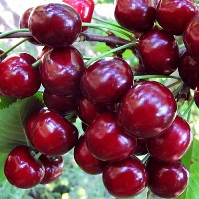 Вишня ЖУКОВСКАЯ в Россоши