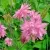 Аквилегия БАРЛОУ ПИНК гибрид МакКаны — описание сорта Аквилегия БАРЛОУ ПИНК гибрид МакКаны в Россоши
