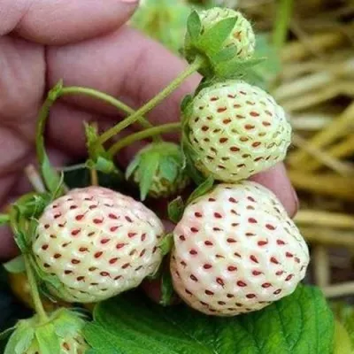 Клубника АНАНАСА ремонтантная в Россоши