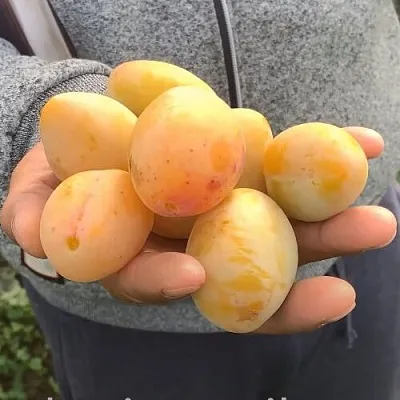 Слива ЯХОНТОВАЯ  Слива ЯХОНТОВАЯ в Россоши