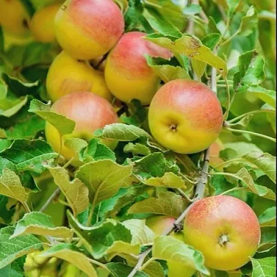 Яблоня ПАМЯТЬ БЛЫНСКОГО колонновидная  Яблоня ПАМЯТЬ БЛЫНСКОГО колонновидная в Россоши