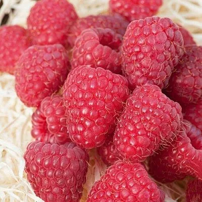 Малина МАРАСТАР  Малина МАРАСТАР в Россоши