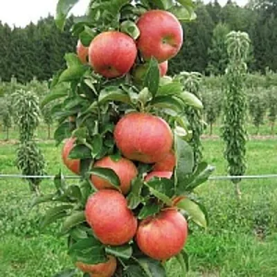 Яблоня ЯНТАРНОЕ ОЖЕРЕЛЬЕ колонновидная  Яблоня ЯНТАРНОЕ ОЖЕРЕЛЬЕ колонновидная в Россоши
