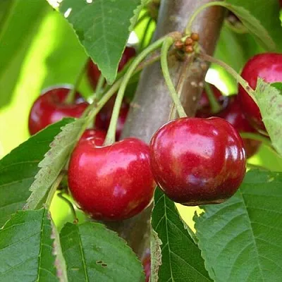 Черешня 15-26-5  Черешня 15-26-5 в Россоши