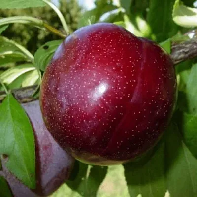 ШАРАФУГА  ШАРАФУГА в Россоши