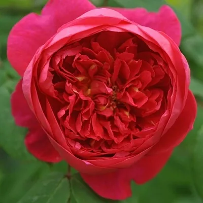 Саженцы роз БЕНДЖАМИН БРИТТЕН шраб  Саженцы роз БЕНДЖАМИН БРИТТЕН шраб в Россоши