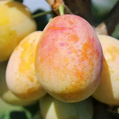 АПРИМИРА  АПРИМИРА в Россоши