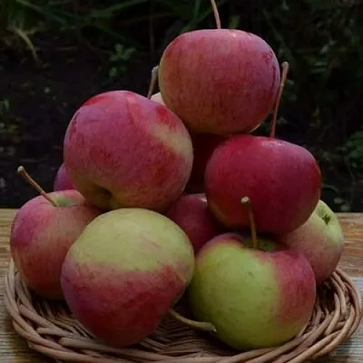 Яблоня РОДНИКОВАЯ  Яблоня РОДНИКОВАЯ в Россоши