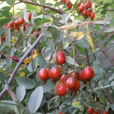 Саженцы роз сизая — описание сорта Саженцы роз сизая в Россоши