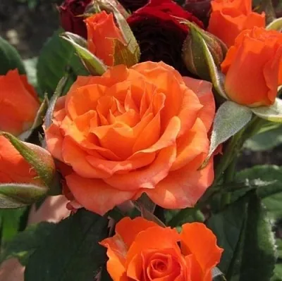 Саженцы роз АЛЕГРИЯ спрей  Саженцы роз АЛЕГРИЯ спрей в Россоши