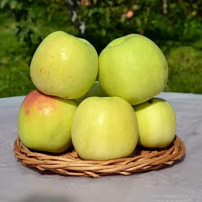 Яблоня БИРСКОЕ ГРУШЕВОЕ (БИЧИК)  Яблоня БИРСКОЕ ГРУШЕВОЕ (БИЧИК) в Россоши
