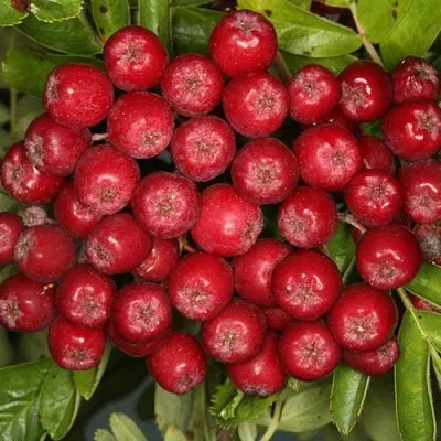 Рябина РУБИНОВАЯ сладкоплодная  Рябина РУБИНОВАЯ сладкоплодная в Россоши